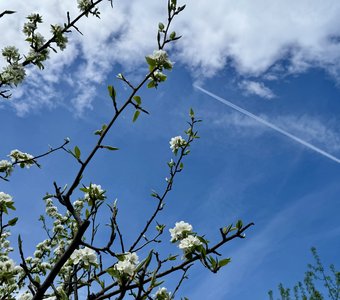 Черемуховые облака