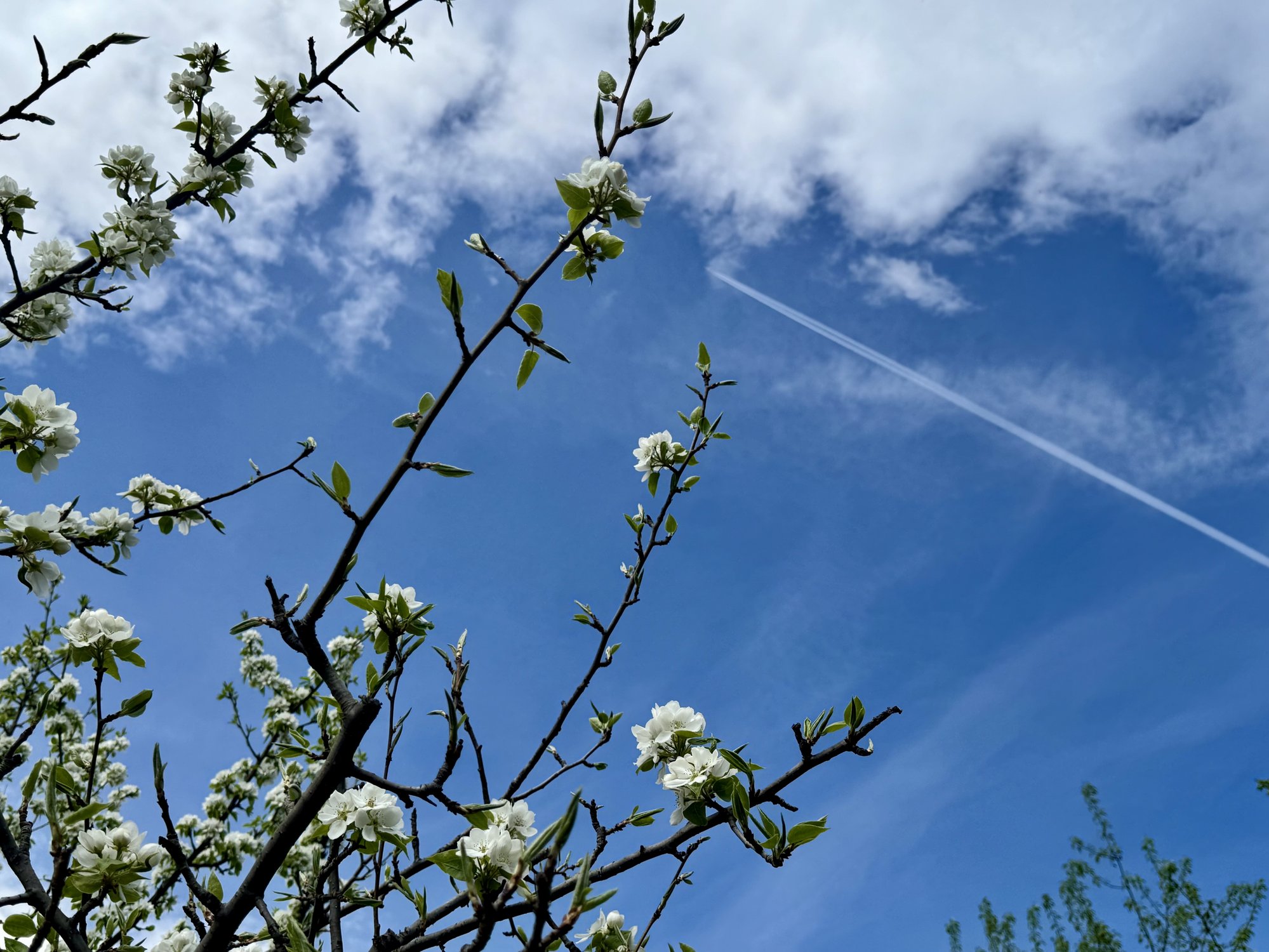 Черемуховые облака