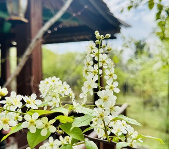 Сибирская весна