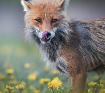 Обыкновенная лисица (Vulpes vulpes)