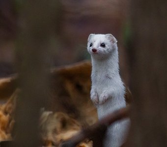 Наблюдатель.