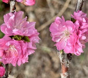 Сибирская Сакура