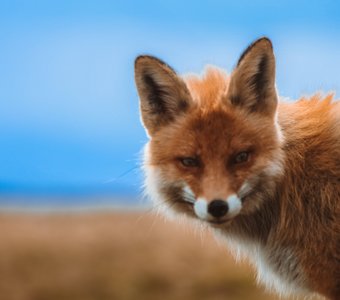 Хозяйка Таганая // метеостанция