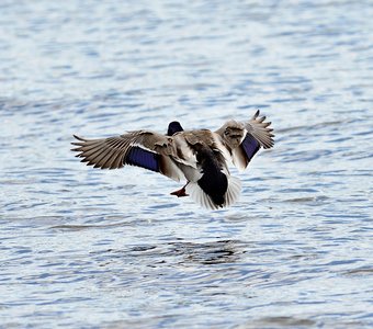 Режим торможения включен!