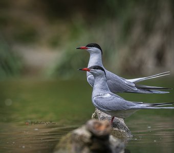 Да будет любовь.