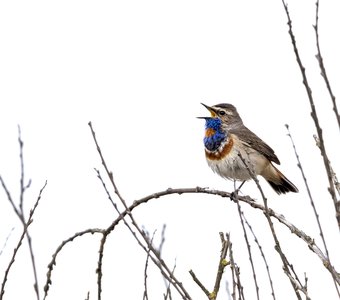 Льётся песня