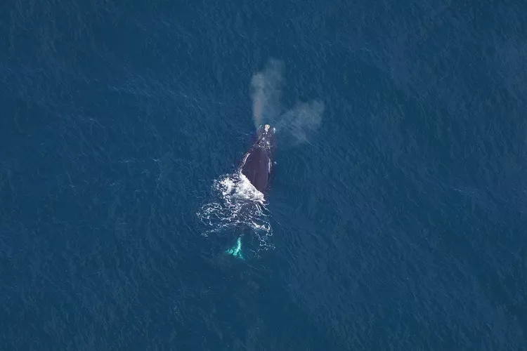 Считавшийся погибшим кит «воскрес» у берегов США