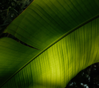 Солнечный свет.