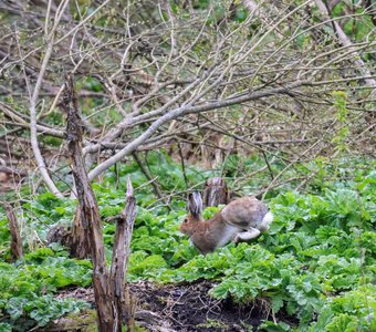 Заяц-русак