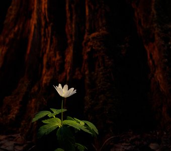 Вечер в лесу