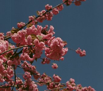 Flowering in Kaliningrad