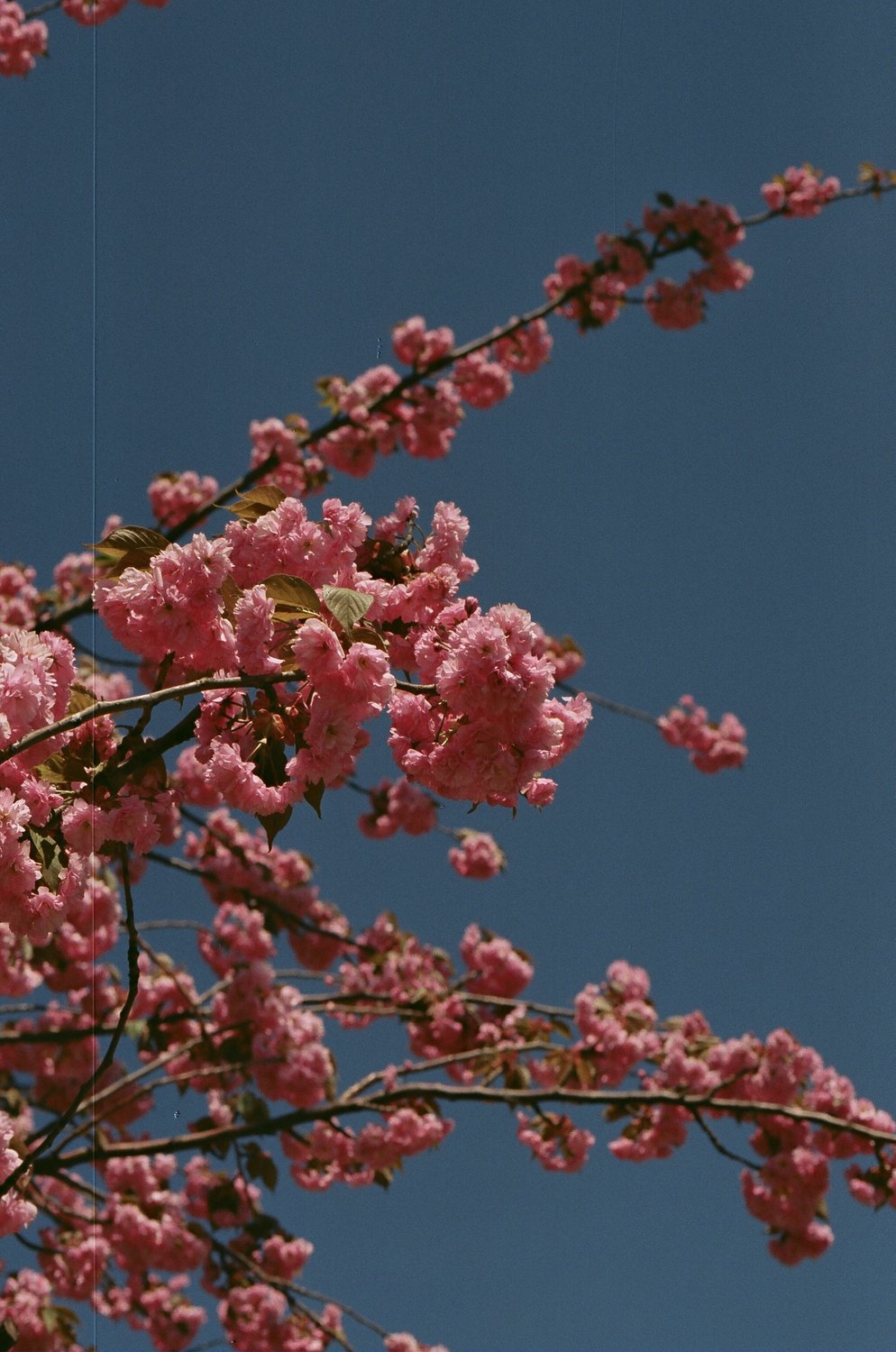 Flowering in Kaliningrad