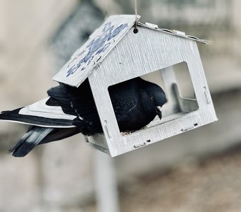 Новоселье в однушке