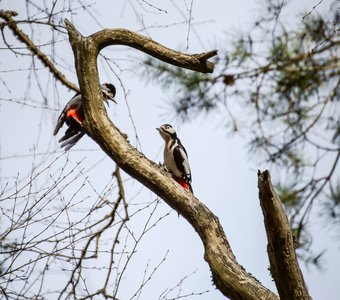 Я не договорила