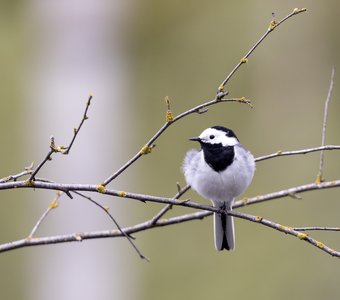 На жердочке