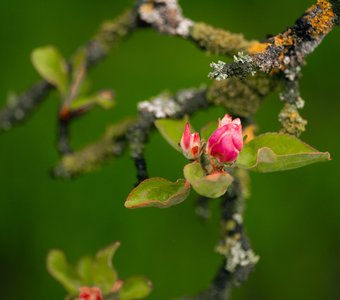 Яблоневый цвет