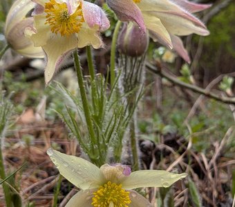 Бутоны прострела весеннего