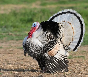 Я здесь главный