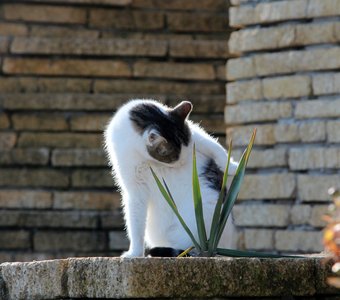 Час умывания.