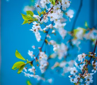 Вишня в цвету