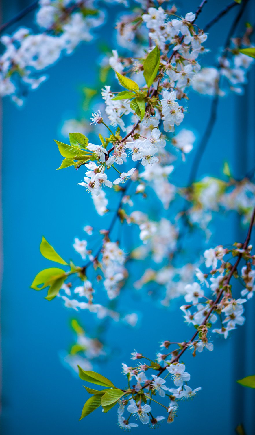 Вишня в цвету