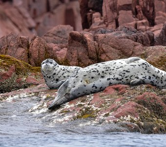 Тюлени Ларга