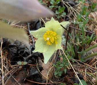 Огонёк прострела