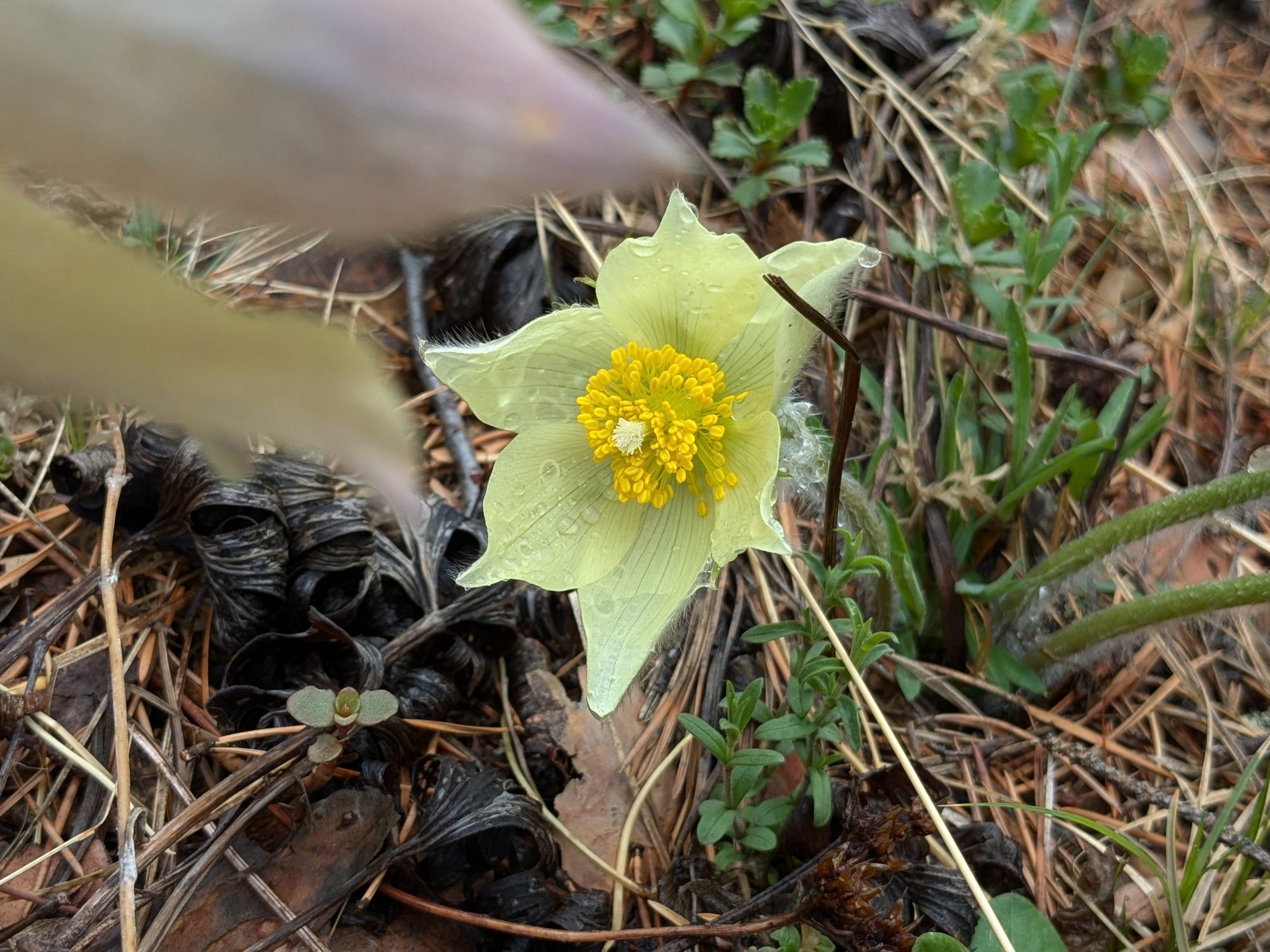 Огонёк прострела