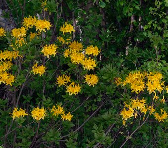 Цветет азалия