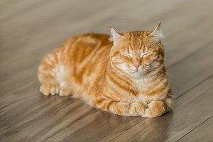 Женщину засудили — она кормила соседского кота