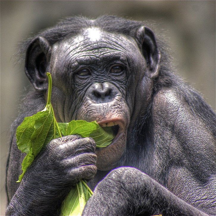 Фото: Angi English / Flickr