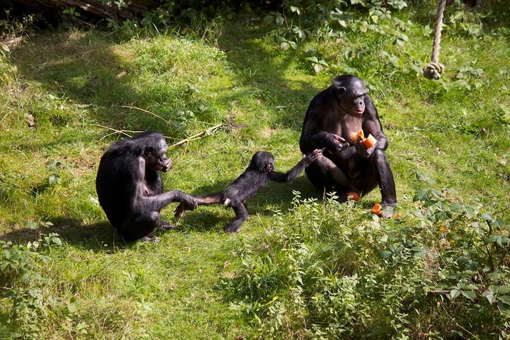 Фото: Michelle Bender / Flickr