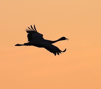 Журавлиный закат