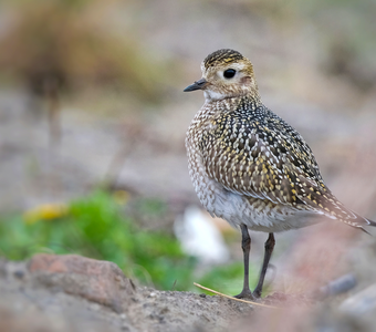 Золотистая ржанка