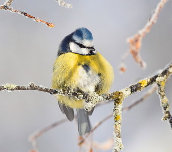 Обыкновенная лазоревка