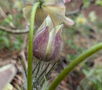 Прострел весенний