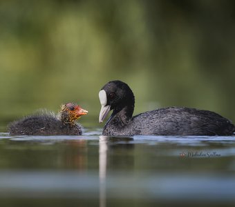 Отцы и дети