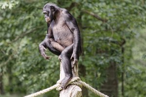 Самки бонобо создают коалиции и подчиняют себе самцов: исследование