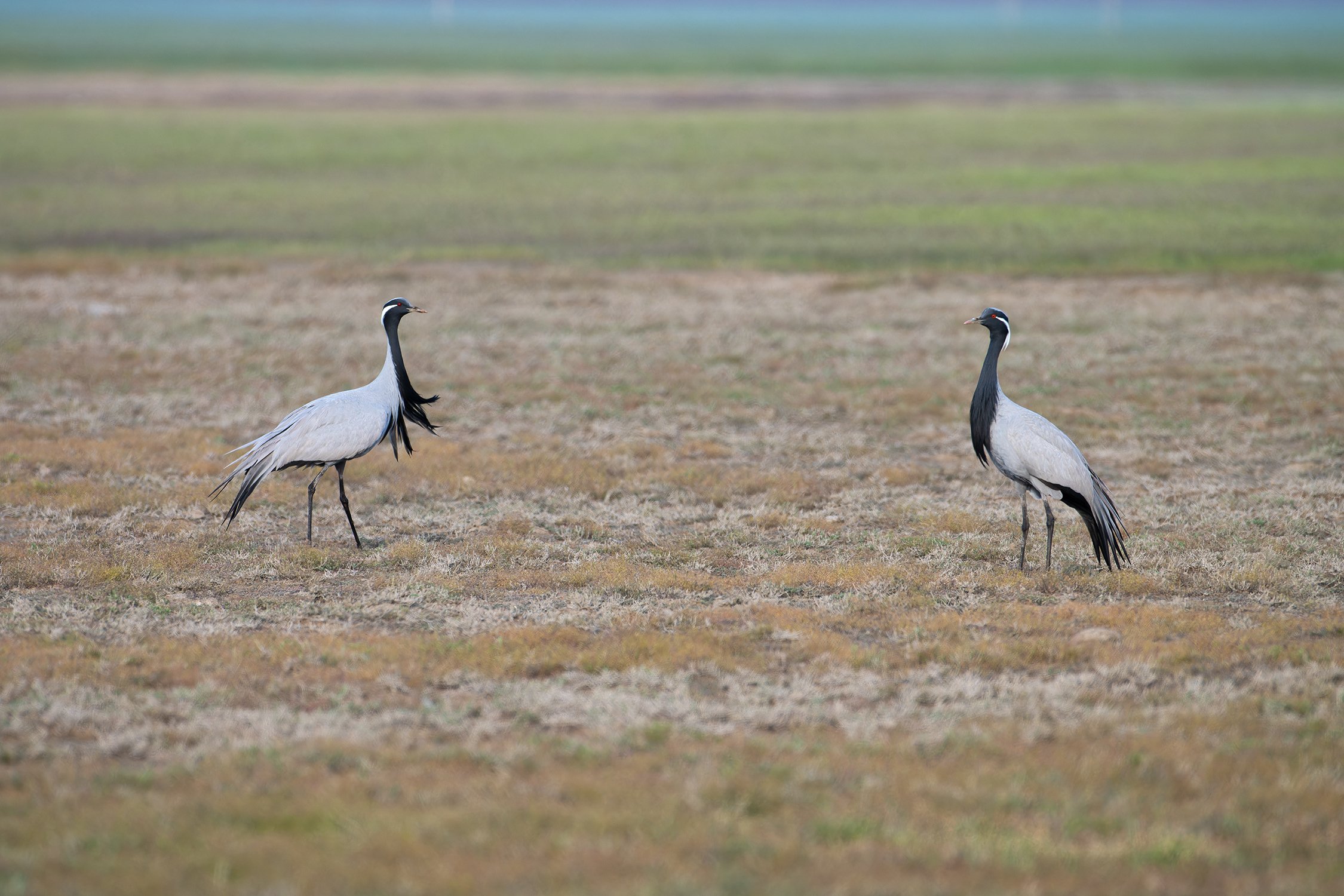 Приглашение на танец