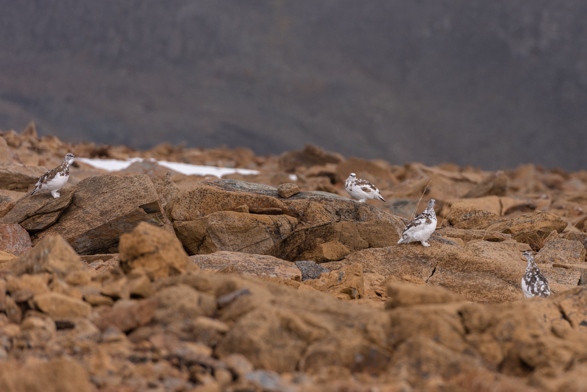 Заполярный Урал