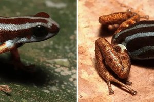 «Небесный» древолаз: в Бразилии нашли новый вид ядовитых лягушек, и они прекрасны