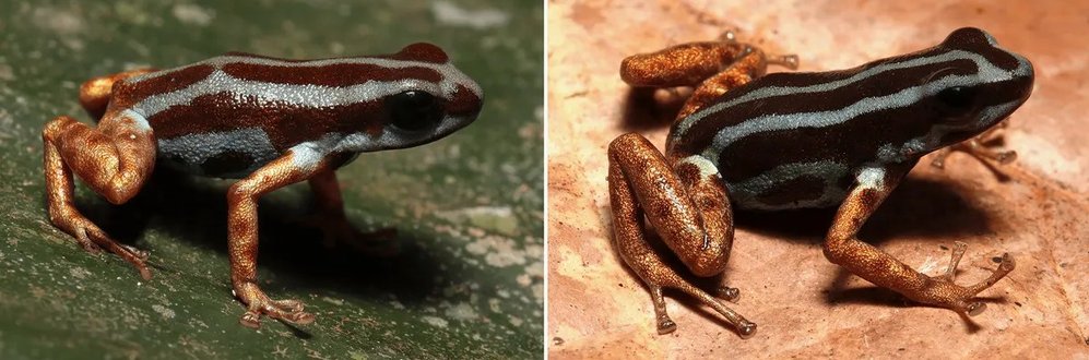 «Небесный» древолаз: в Бразилии нашли новый вид ядовитых лягушек, и они прекрасны