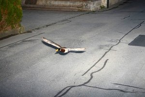В Швейцарии утка «превысила скорость» и попала на дорожную камеру
