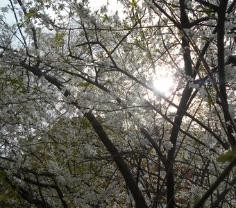 Солнце и цветущие деревья