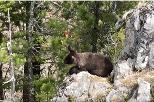 Уникальные кадры: гималайских мишек впервые заметили у высотной берлоги среди скал