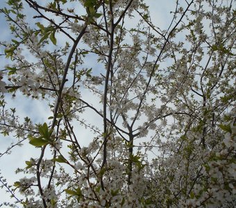 Цветущие деревья