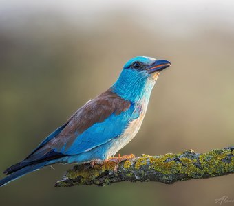 Встречая восход с сизоворонкой