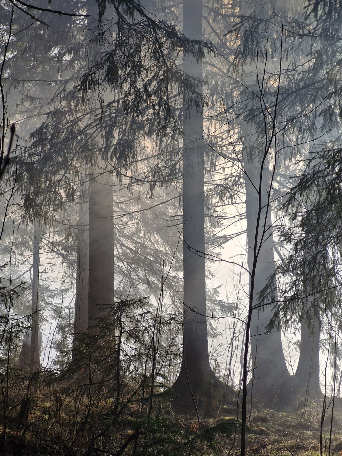 Туманное утро на Среднем Урале