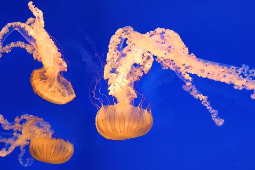 Что делать при ожоге медузы? Советует врач