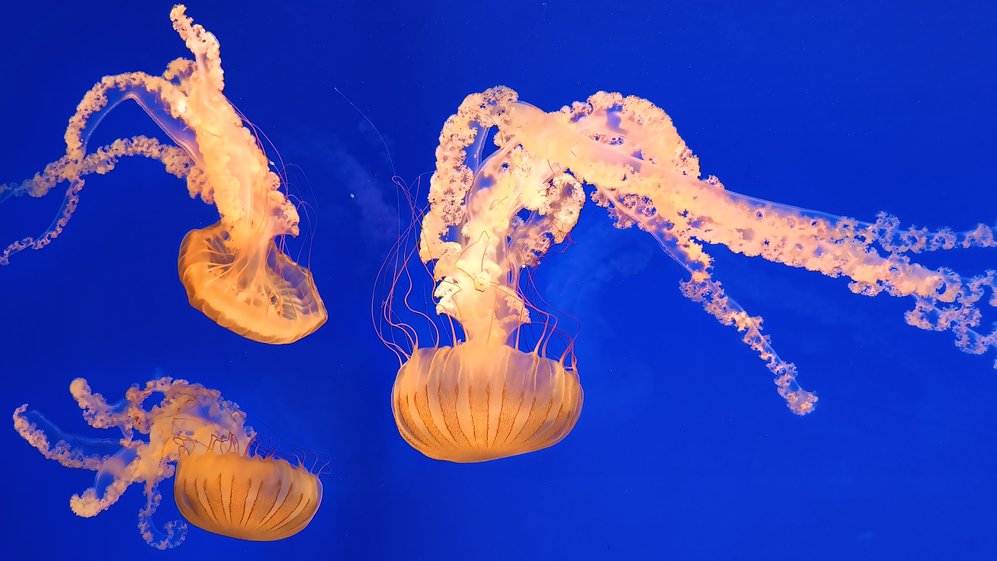 Что делать при ожоге медузы? Советует врач